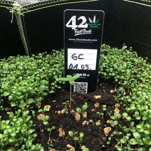 Gorilla Cookies Auto growlog timeline photo