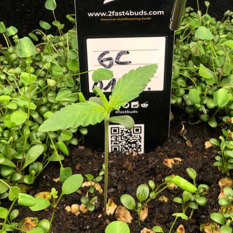 Gorilla Cookies Auto growlog timeline photo