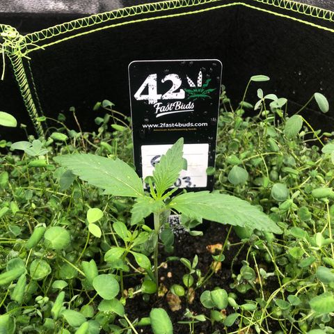 Gorilla Cookies Auto growlog timeline photo