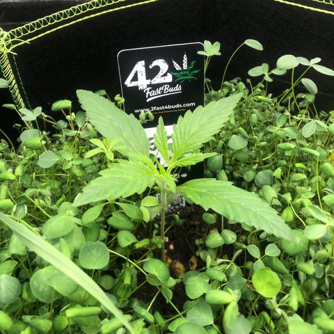Gorilla Cookies Auto growlog timeline photo