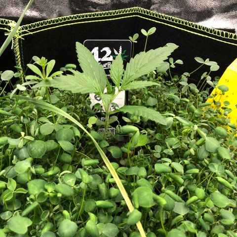 Gorilla Cookies Auto growlog timeline photo
