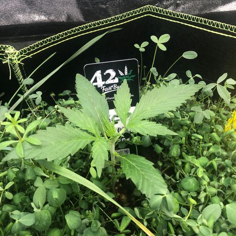 Gorilla Cookies Auto growlog timeline photo