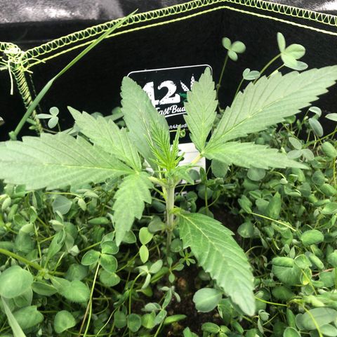 Gorilla Cookies Auto growlog timeline photo