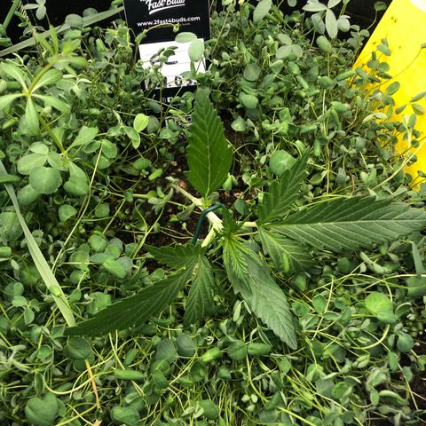Gorilla Cookies Auto growlog photo: erstes LST