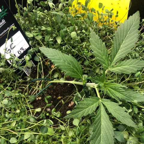 Gorilla Cookies Auto growlog timeline photo
