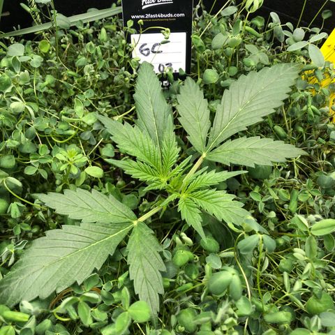 Gorilla Cookies Auto growlog timeline photo