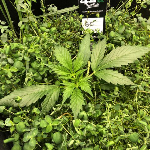 Gorilla Cookies Auto growlog timeline photo