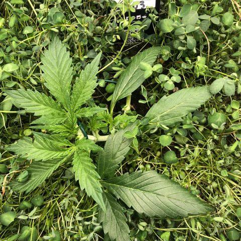 Gorilla Cookies Auto growlog timeline photo