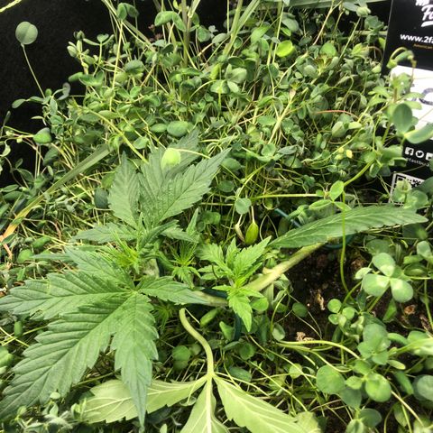 Gorilla Cookies Auto growlog timeline photo