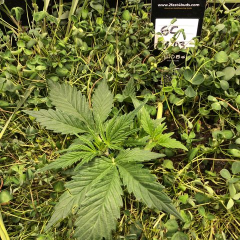 Gorilla Cookies Auto growlog timeline photo