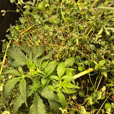 Gorilla Cookies Auto growlog photo: 2l gegossen mit pH 6.5 angepasstem Wasser.