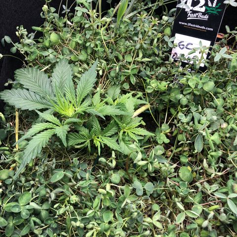 Gorilla Cookies Auto growlog timeline photo