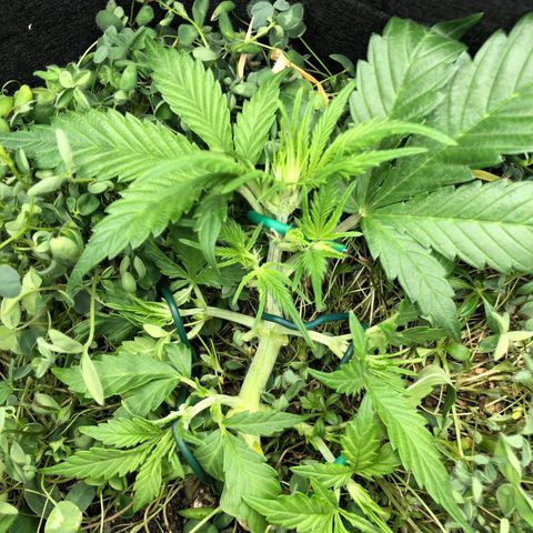 Gorilla Cookies Auto growlog photo: Weiteres LST an den Seitentrieben 