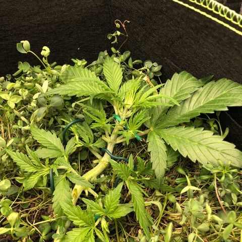 Gorilla Cookies Auto growlog photo: Weiteres LST an den Seitentrieben 