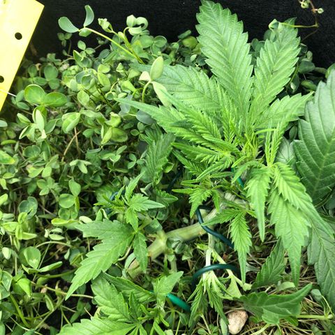Gorilla Cookies Auto growlog timeline photo