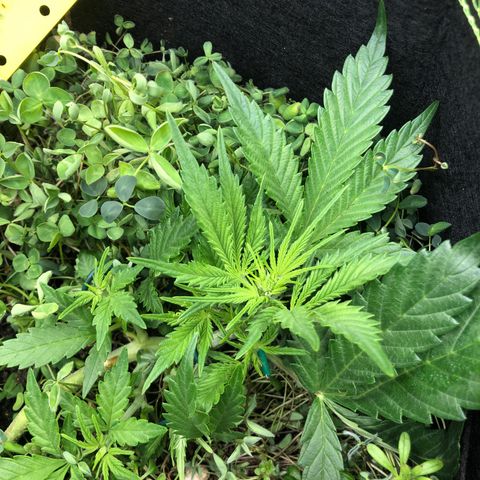 Gorilla Cookies Auto growlog timeline photo