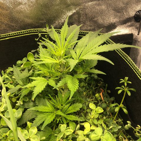 Gorilla Cookies Auto growlog photo: LST mit kabelbindern 
