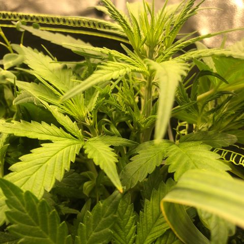 Gorilla Cookies Auto growlog timeline photo