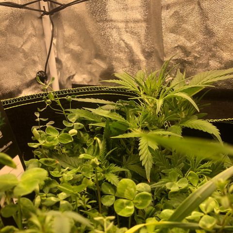 Gorilla Cookies Auto growlog timeline photo