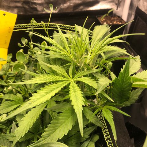 Gorilla Cookies Auto growlog timeline photo
