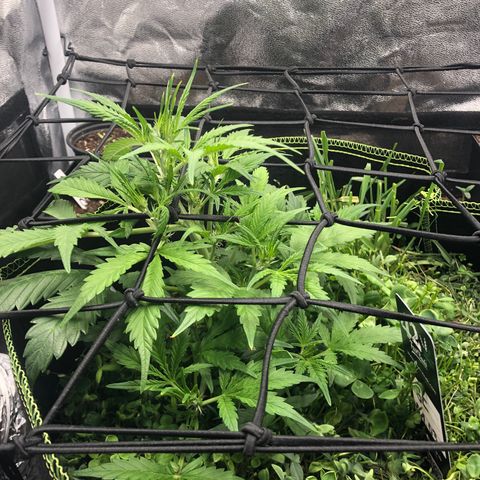 Gorilla Cookies Auto growlog timeline photo