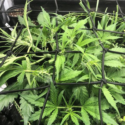 Gorilla Cookies Auto growlog timeline photo