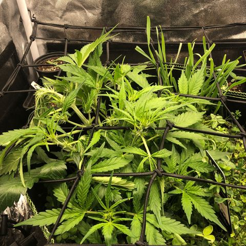 Gorilla Cookies Auto growlog timeline photo