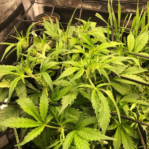 Gorilla Cookies Auto growlog timeline photo
