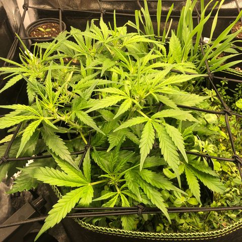 Gorilla Cookies Auto growlog timeline photo