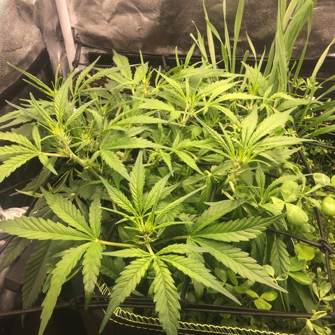 Gorilla Cookies Auto growlog timeline photo