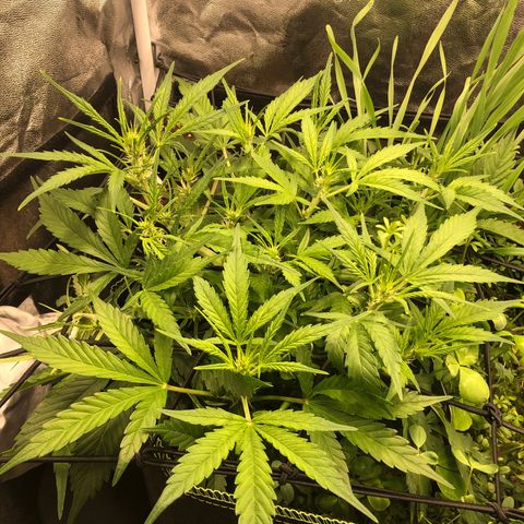 Gorilla Cookies Auto growlog timeline photo