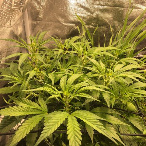 Gorilla Cookies Auto growlog timeline photo
