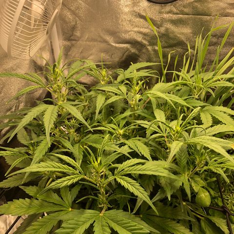 Gorilla Cookies Auto growlog timeline photo