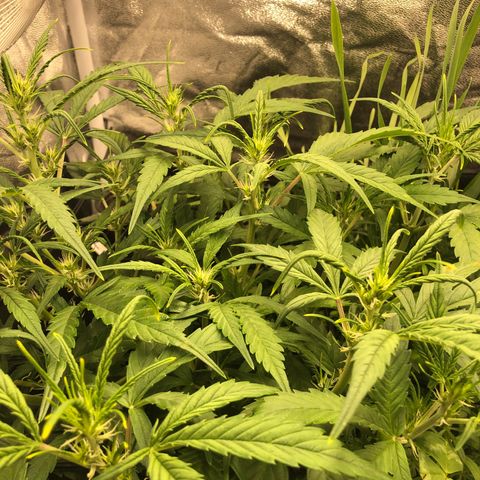 Gorilla Cookies Auto growlog timeline photo