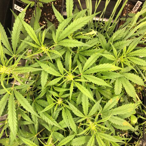 Gorilla Cookies Auto growlog timeline photo