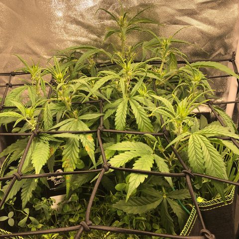 Gorilla Cookies Auto growlog timeline photo