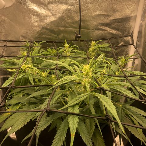 Gorilla Cookies Auto growlog timeline photo