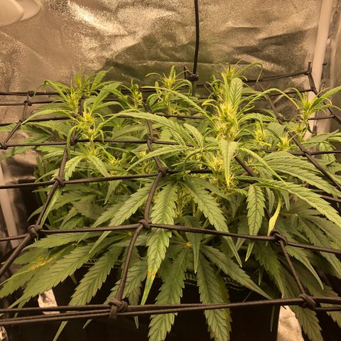 Gorilla Cookies Auto growlog timeline photo