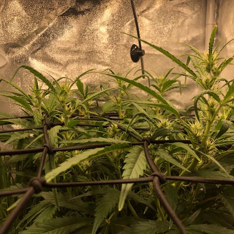 Gorilla Cookies Auto growlog timeline photo