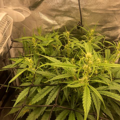 Gorilla Cookies Auto growlog timeline photo