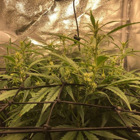 Gorilla Cookies Auto growlog timeline photo