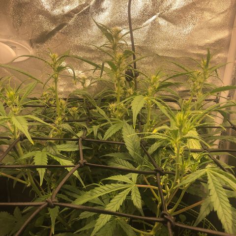 Gorilla Cookies Auto growlog timeline photo