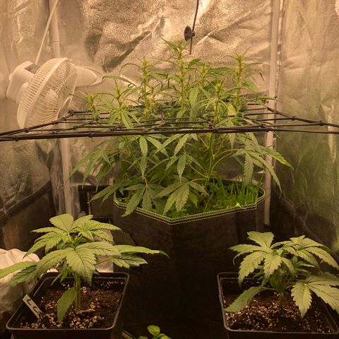 Gorilla Cookies Auto growlog timeline photo