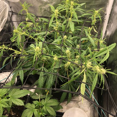 Gorilla Cookies Auto growlog timeline photo