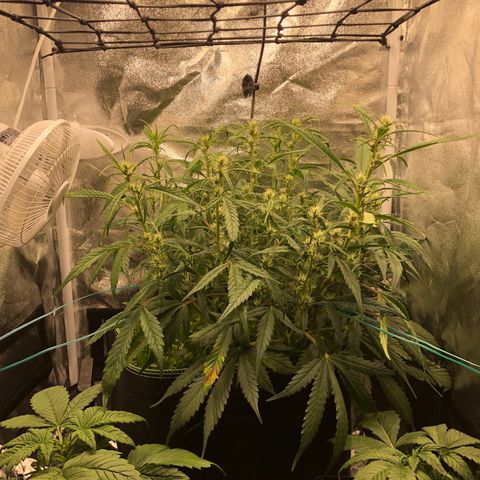 Gorilla Cookies Auto growlog timeline photo