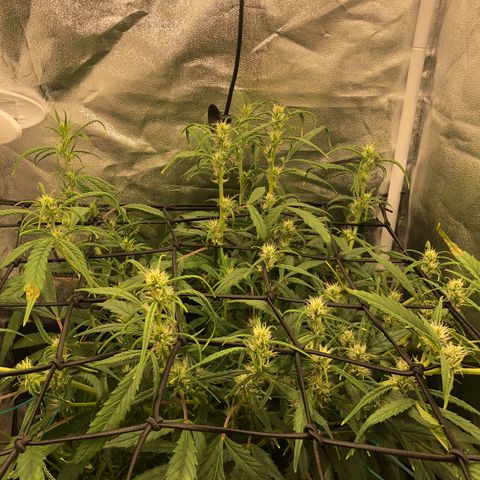 Gorilla Cookies Auto growlog timeline photo