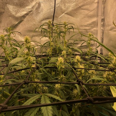 Gorilla Cookies Auto growlog timeline photo