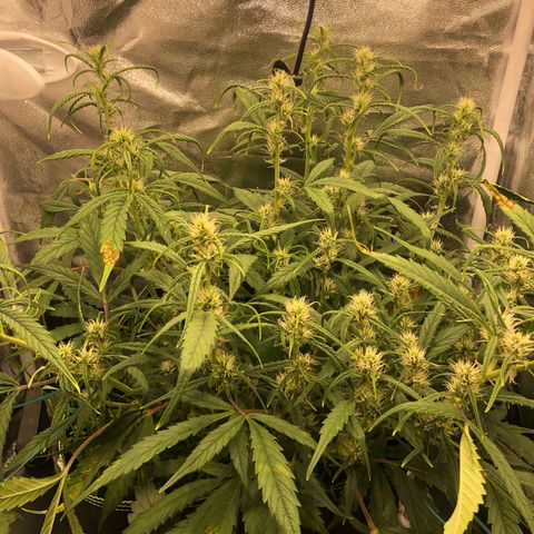 Gorilla Cookies Auto growlog timeline photo