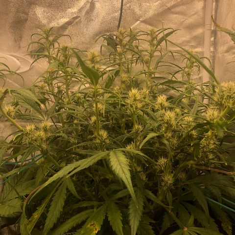 Gorilla Cookies Auto growlog timeline photo