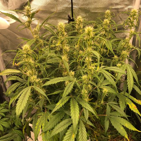 Gorilla Cookies Auto growlog timeline photo